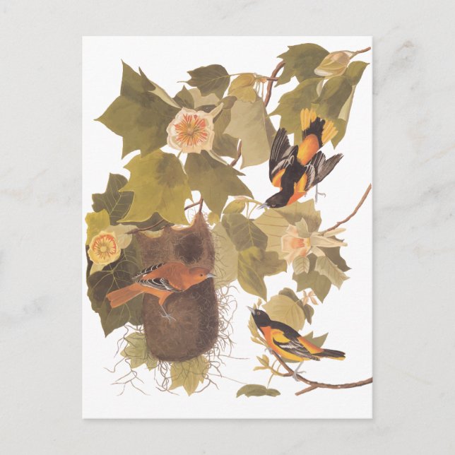 Audubon's Baltimore Oriole Birds in Poplar Tree Postcard (Front)