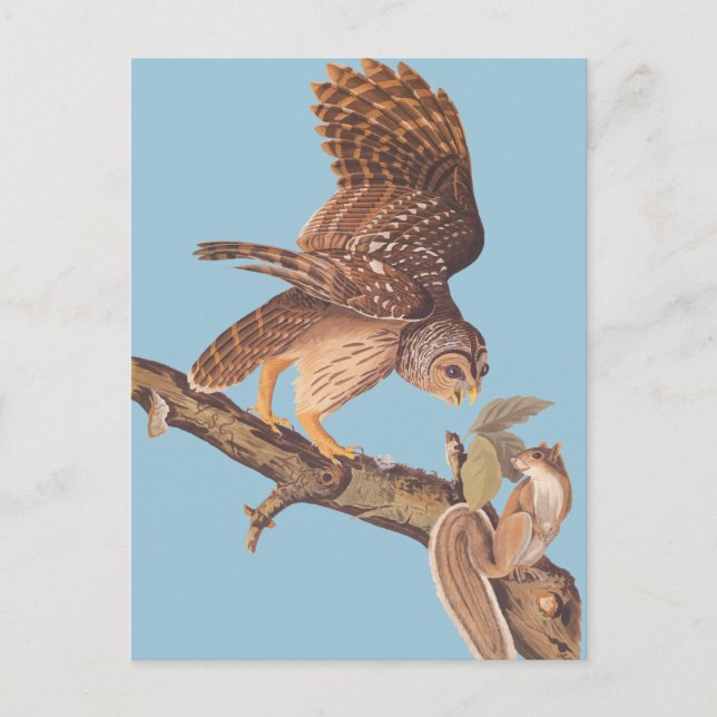 Audubon's Barred Owl and Happy Squirrel Friends Postcard (Front)