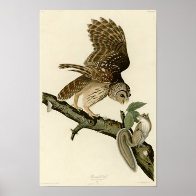 Audubon&#39;s Barred Owl Poster