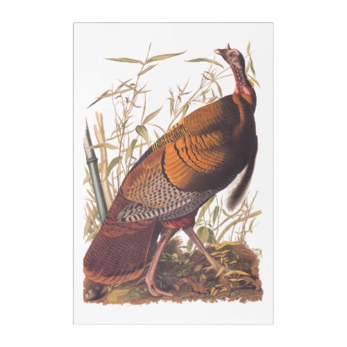 Audubons Birds of America Wild Turkey Autumn Bird Acrylic Print