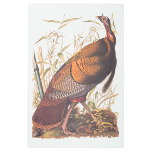 Audubon's Birds of America Wild Turkey Autumn Bird Metal Print
