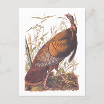 Audubon's Birds Of America Wild Turkey Autumn Bird Postcard by AudubonReproductions at Zazzle