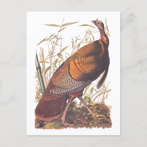 Audubons Birds of America Wild Turkey Autumn Bird Postcard