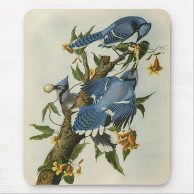 Audubon's Blue Jays Mouse Pad