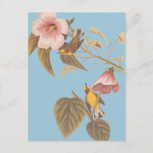 Audubon's Blue-Winged Yellow Warbler Song Birds Postcard
