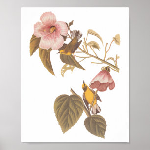 Audubon's Blue-Winged Yellow Warbler Song Birds Poster