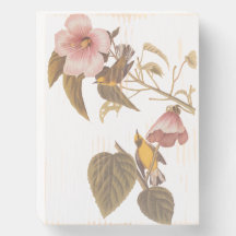 Audubon's Blue-Winged Yellow Warbler Song Birds