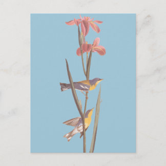 Audubon's Blue Yellowback Warbler Song Birds Postcard