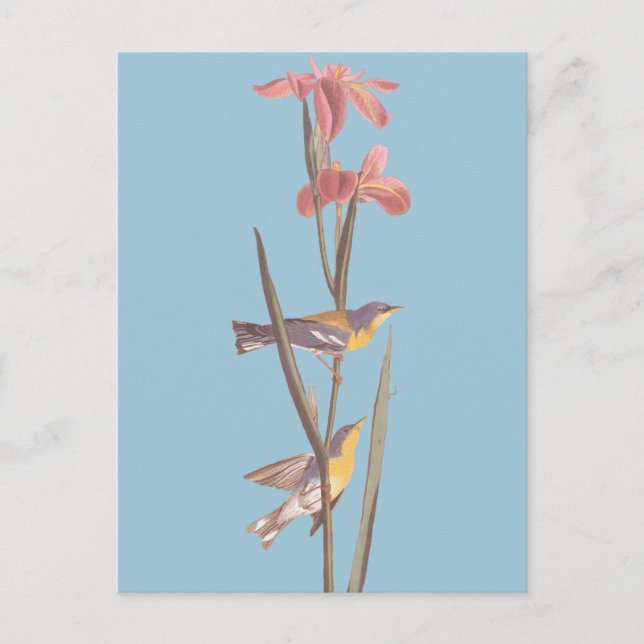 Audubon's Blue Yellowback Warbler Song Birds Postcard (Front)