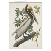 Audubon's Brown Pelican (Front)