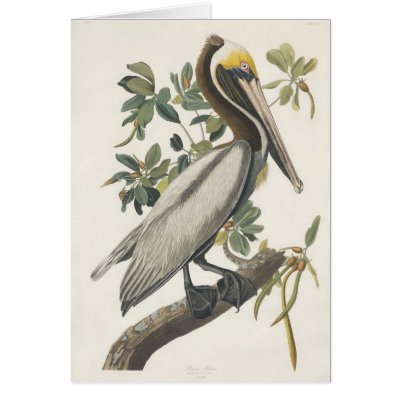Audubon's Brown Pelican