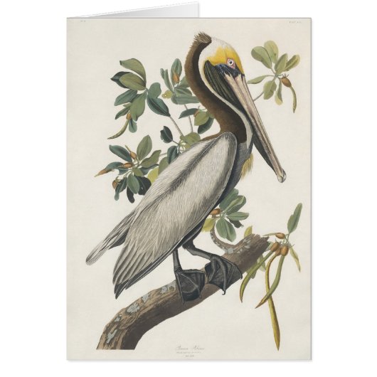 Audubon's Brown Pelican Cards (Front)