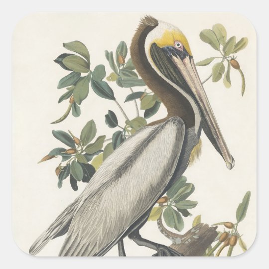 Audubon's Brown Pelican Square Sticker | Zazzle.com