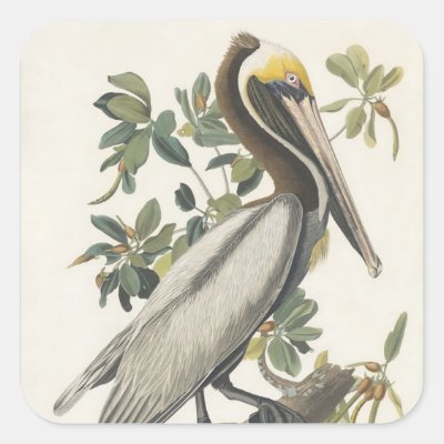 Audubon&#39;s Brown Pelican Square Sticker