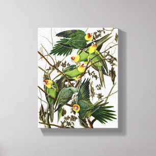 Audubon's Carolina Parakeet Canvas Print