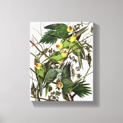 Audubon's Carolina Parakeet Canvas Print