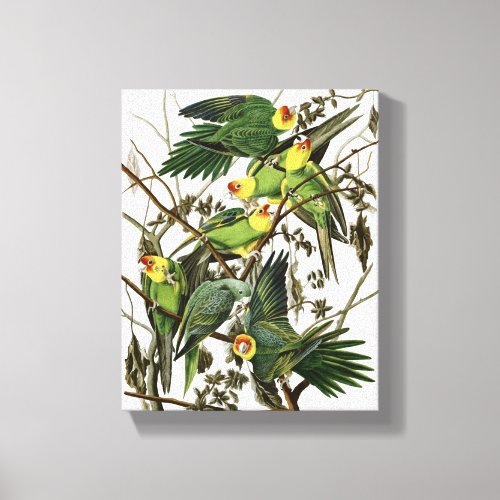 Audubons Carolina Parakeet Canvas Print