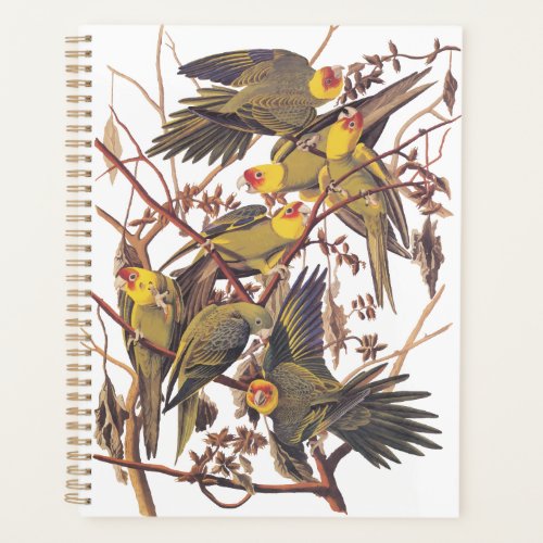 Audubons Carolina Parakeet Planner
