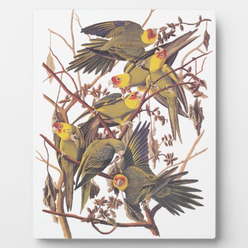 Audubons Carolina Parakeet Plaque