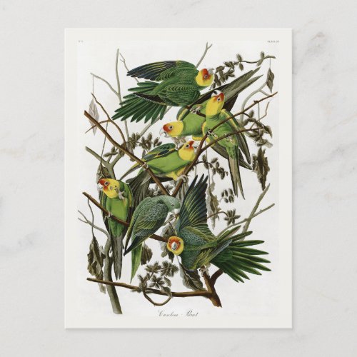 Audubons Carolina Parakeet  Postcard