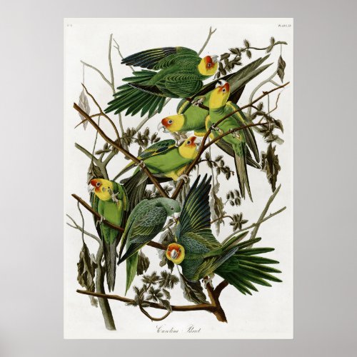 Audubons Carolina Parakeet Poster