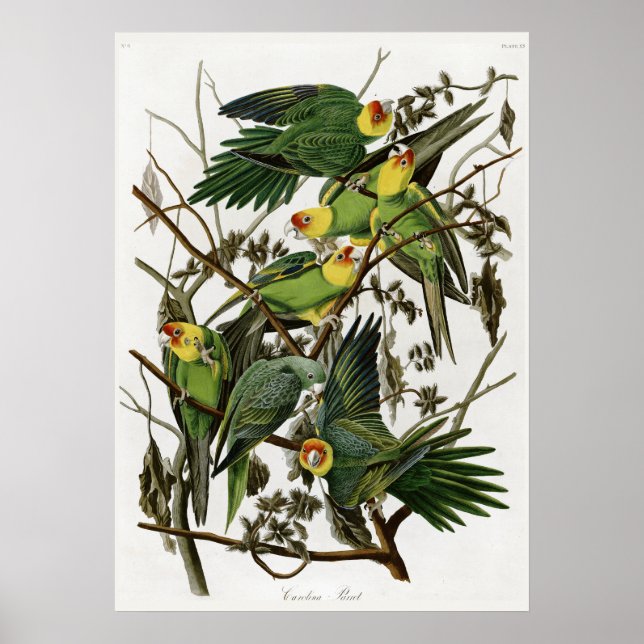 Audubon's Carolina Parakeet Poster (Front)