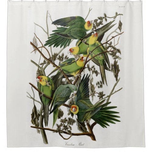 Audubons Carolina Parakeet Shower Curtain