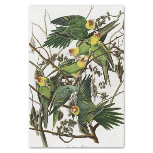 Audubons Carolina Parakeet Tissue Paper