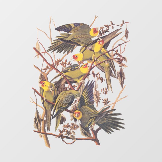 Audubon's Carolina Parakeet Window Cling (Sheet)