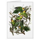 Audubon's Carolina Parakeets (Front)