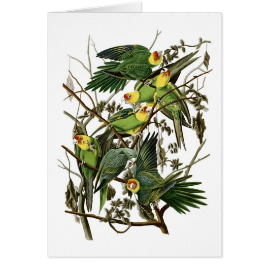 Audubon's Carolina Parakeets Cards (Front)