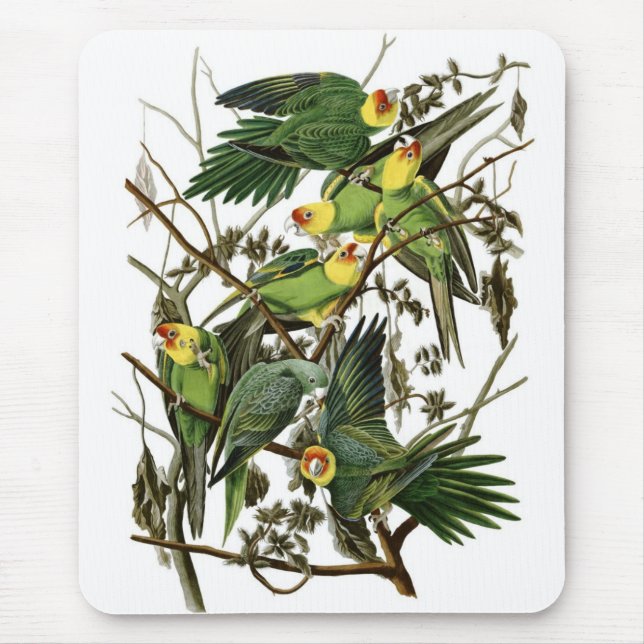 Audubon's Carolina Parakeets Mouse Pad (Front)