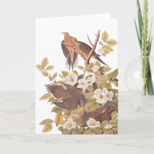 Audubon's Carolina Turtle Dove Card