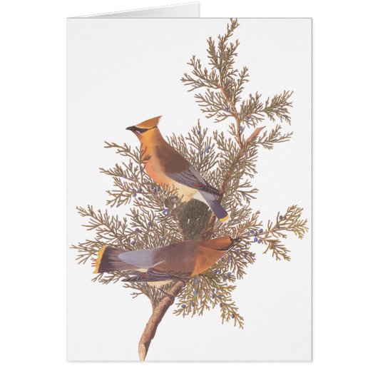 Audubon's Cedar Waxwing Bird Pair on Evergreen (Front)