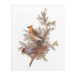 Audubon's Cedar Waxwing Bird Pair on Evergreen Acrylic Print
