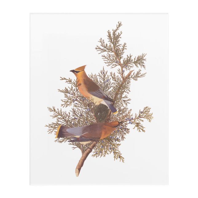 Audubon's Cedar Waxwing Bird Pair on Evergreen Acrylic Print (Front)