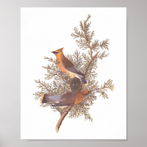 Audubons Cedar Waxwing Bird Pair on Evergreen  Poster