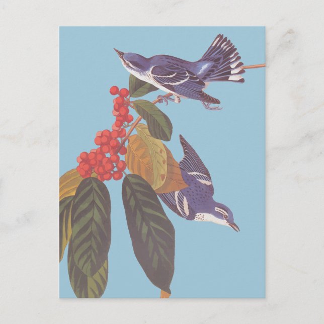 Audubon's Cerulean Warbler Bird Pair with Berries Postcard (Front)