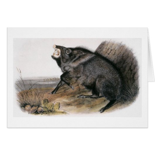 Audubon's Collared Peccary Cards (Front Horizontal)