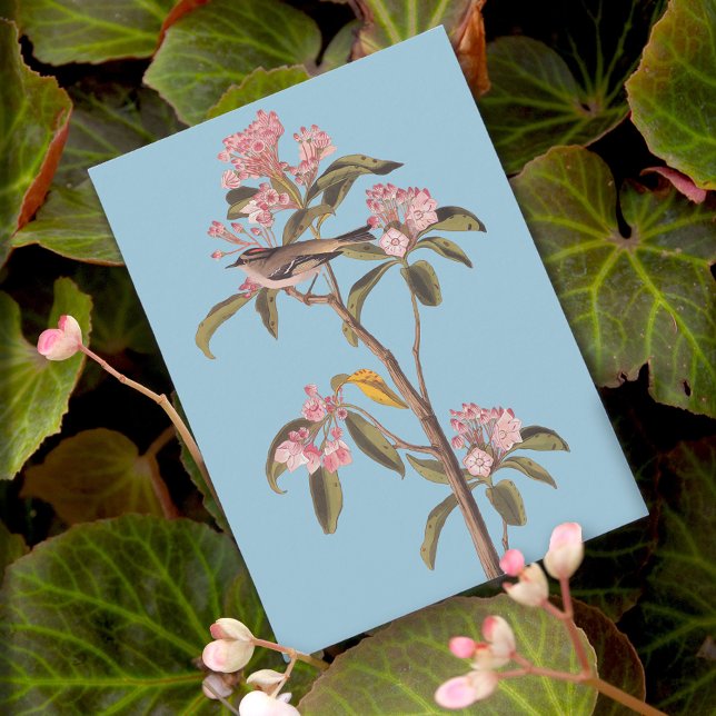 Audubon's Cuvier's Kinglet Bird on Pink Calico-Bus Postcard (Creator Uploaded)