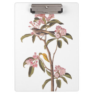 Audubon's Cuvier's Kinglet Bird on Pink Calico Clipboard