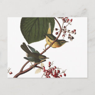 Audubon's Extra Warbler Postcard