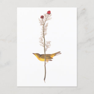 Audubon's Hooded Warbler Bird on Red Flower Postcard
