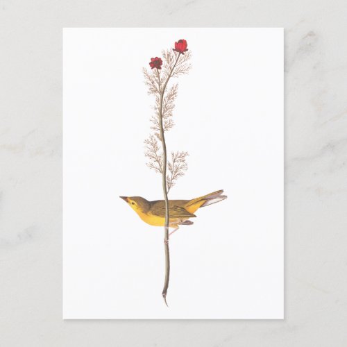 Audubons Hooded Warbler Bird on Red Flower Postcard