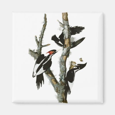 Audubon's Ivory-billed Woodpecker Magnet