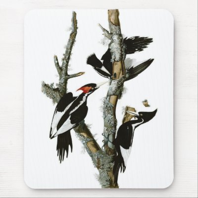 Audubon's Ivory-billed Woodpecker Mouse Pad