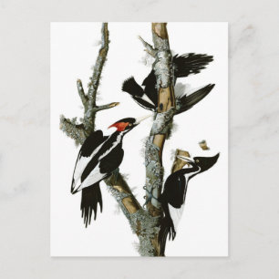 Audubon's Ivory-billed Woodpecker Postcard
