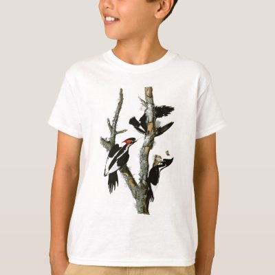 Audubon's Ivory-billed Woodpecker T-Shirt