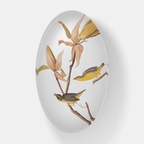 Audubons Kentucky Warbler Bird Pair with a Spider Paperweight