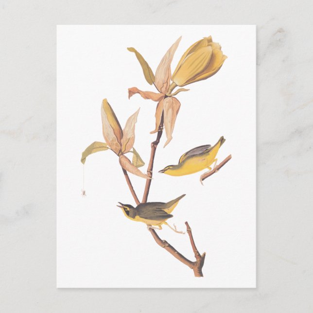 Audubon's Kentucky Warbler Bird Pair with a Spider Postcard (Front)